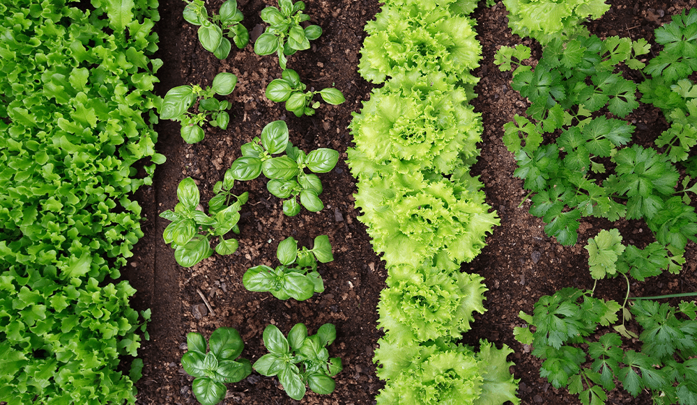 best vegetables for indoor gardening Best Vegetables for Indoor Gardening: Grow Food Anywhere