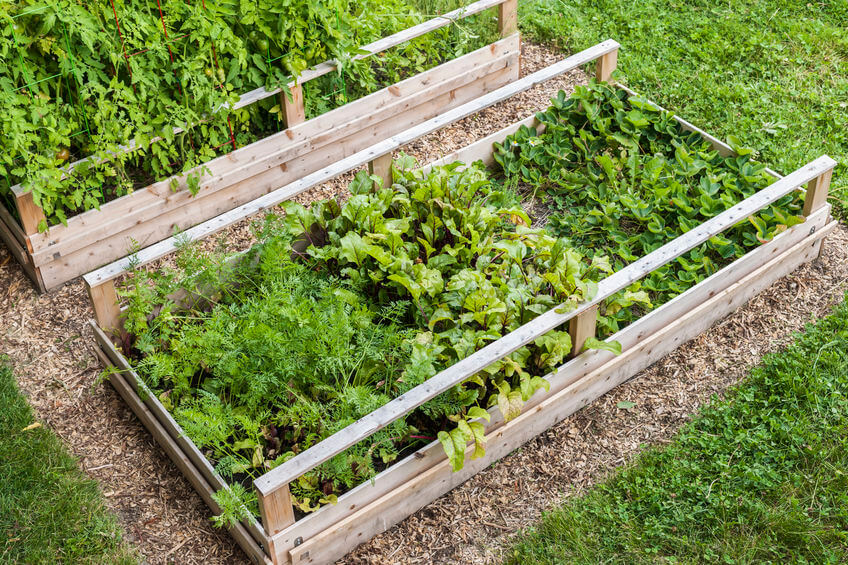 best vegetables for raised beds Best Vegetables for Raised Beds: High-Yield Crop Ideas