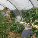 Daily Life on an Off-Grid Homestead Explained