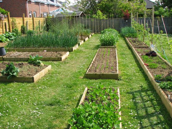 how deep to plant vegetable seeds How Deep to Plant Vegetable Seeds: A Depth Chart Guide