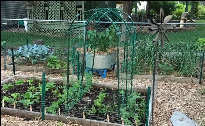 how often to water a vegetable garden How Often to Water a Vegetable Garden for Healthy Plants