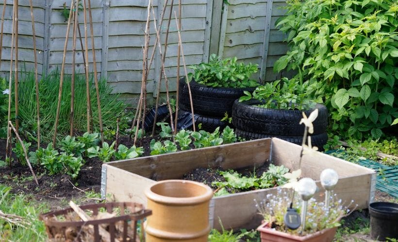 how often to water a vegetable garden How Often to Water a Vegetable Garden for Healthy Plants
