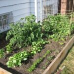 How to Grow Beans in Small Gardens: Maximizing Space