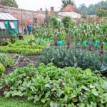 How to Grow Cabbage Step by Step: A Full Growing Guide