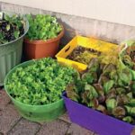 How to Grow Cauliflower at Home: A Beginner’s Roadmap