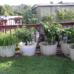 How to Grow Herbs and Vegetables Together: Planting Tips