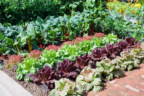 how to grow herbs and vegetables together How to Grow Herbs and Vegetables Together: Planting Tips