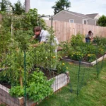 How to Grow Lettuce Year Round: Continuous Harvest Tips