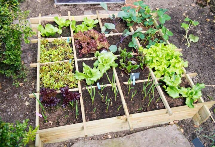 How to grow mint in small containers How to Grow Mint in Small Containers