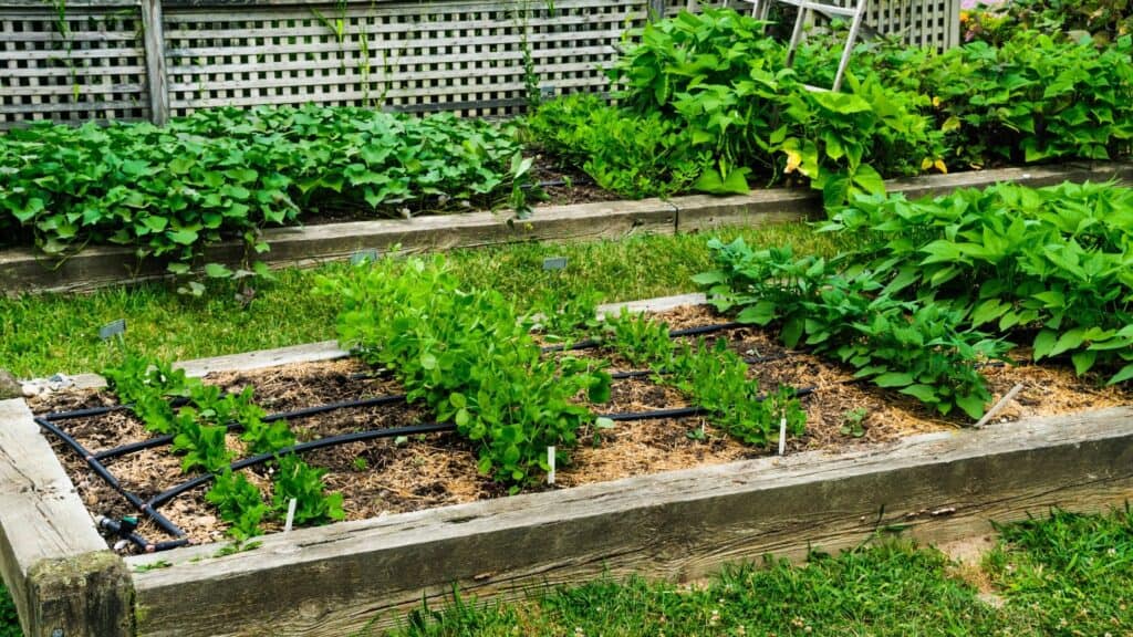 how to grow peas in containers How to Grow Peas in Containers: Vertical Planting Tips