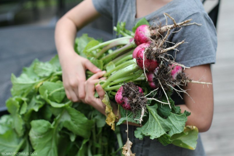 how to grow radishes quickly How to Grow Radishes Quickly: Harvest in Just 25 Days