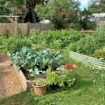 How to Grow Root Vegetables in Containers