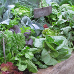 How to Grow Spinach in Pots: Easy Guide for Home Cooks