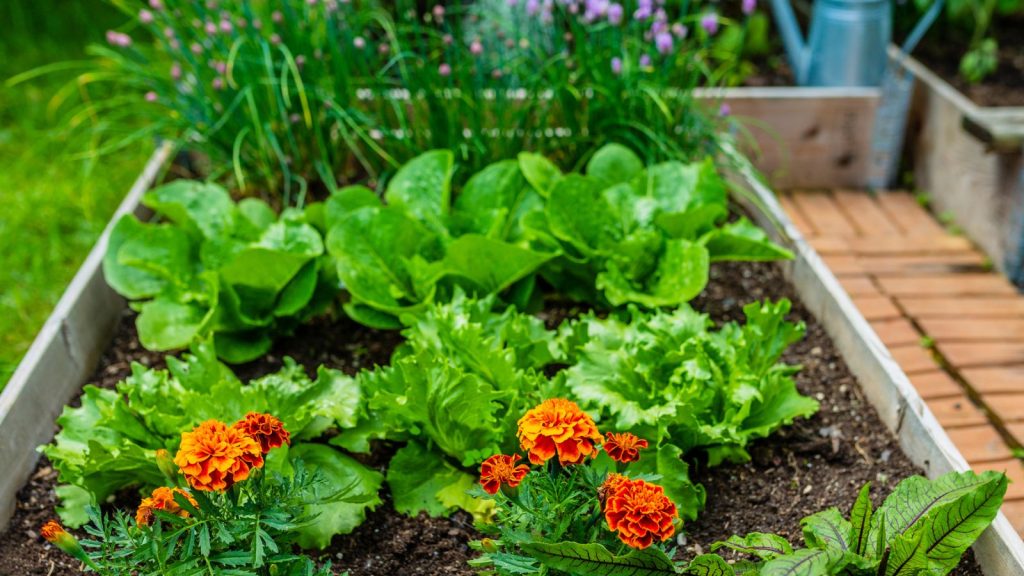 how to grow spinach in pots How to Grow Spinach in Pots: Easy Guide for Home Cooks