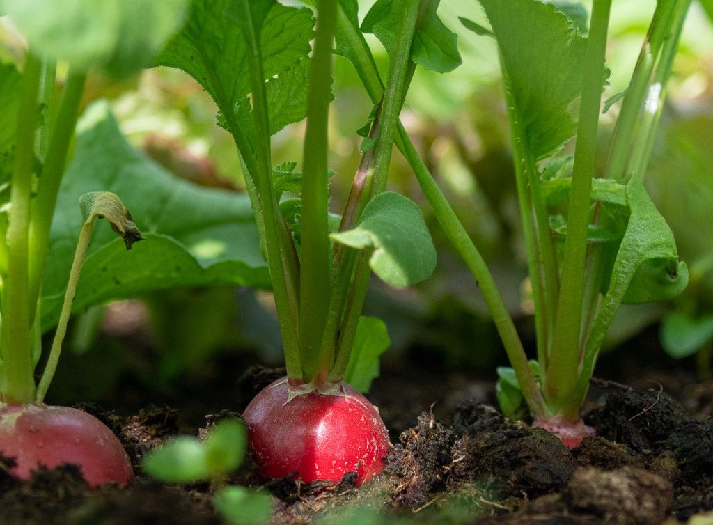 how to grow vegetables organically How to Grow Vegetables Organically: A Chemical-Free Guide