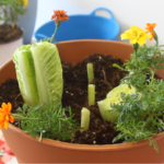 How to Grow Zucchini Successfully: Tips for Large Yields