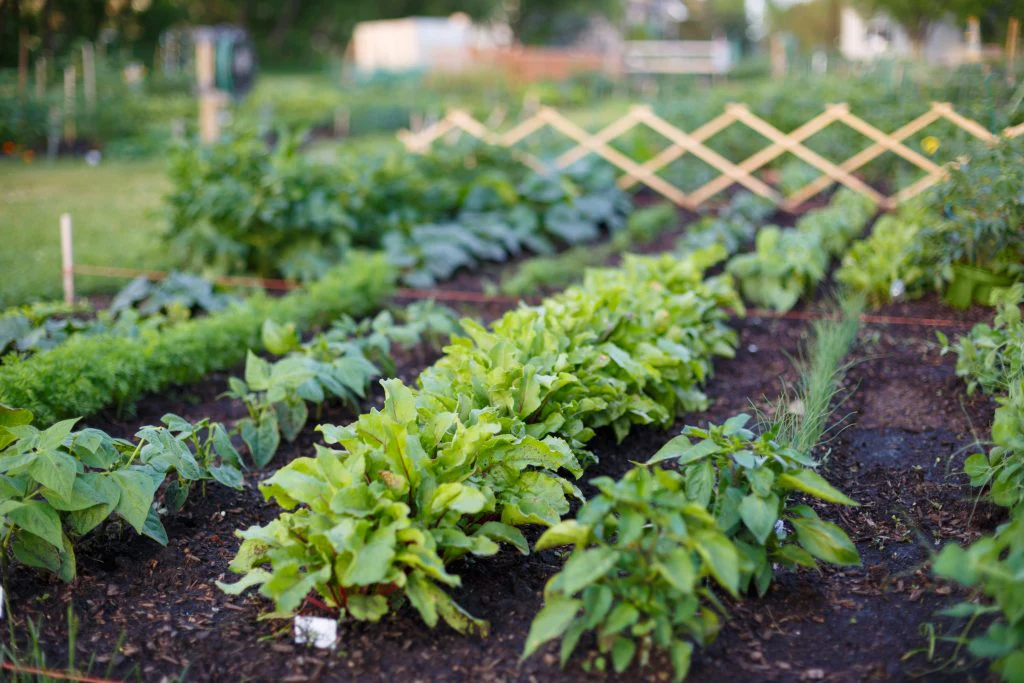how to improve soil fertility naturally How to Improve Soil Fertility Naturally for Better Crops