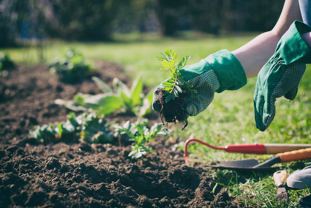 how to install drip irrigation system How to Install Drip Irrigation Systems: A DIY Tutorial