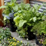 How to Integrate Chickens With Gardening