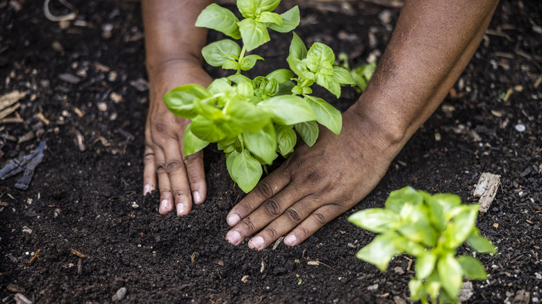 how to test soil at home How to Test Soil at Home: Simple Methods for Gardeners