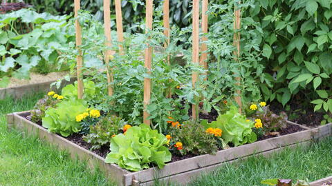how to thin seedlings properly How to Thin Seedlings Properly for a Healthier Harvest