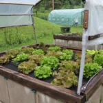 How to Use Greywater in Gardens Safely