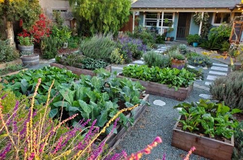 modern homesteading container gardening tips Modern Homesteading Container Gardening Tips