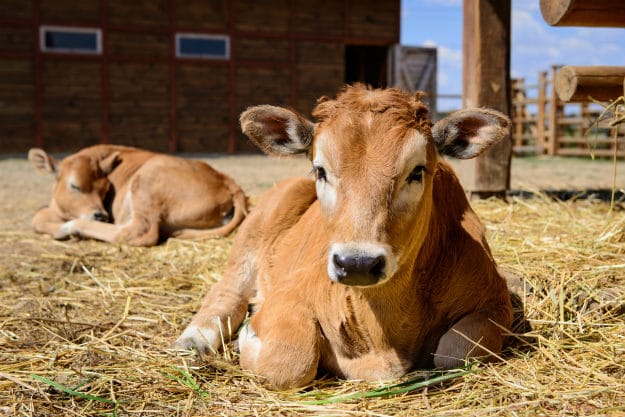 modern homesteading sustainable living tips Modern Homesteading Sustainable Living Tips