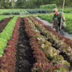 Small-Space Kitchen Gardening Made Simple