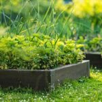 Small-Space No-Dig Gardening Explained