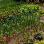 Small-Space Trellising Ideas That Maximize Yield