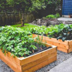 The Best Mulch for Vegetable Plants: Pros and Cons