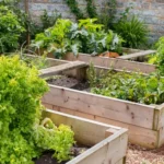 How to Grow Cucumbers in Small Areas