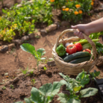 How to Grow Potatoes at Home: Simple Tips for Big Yields
