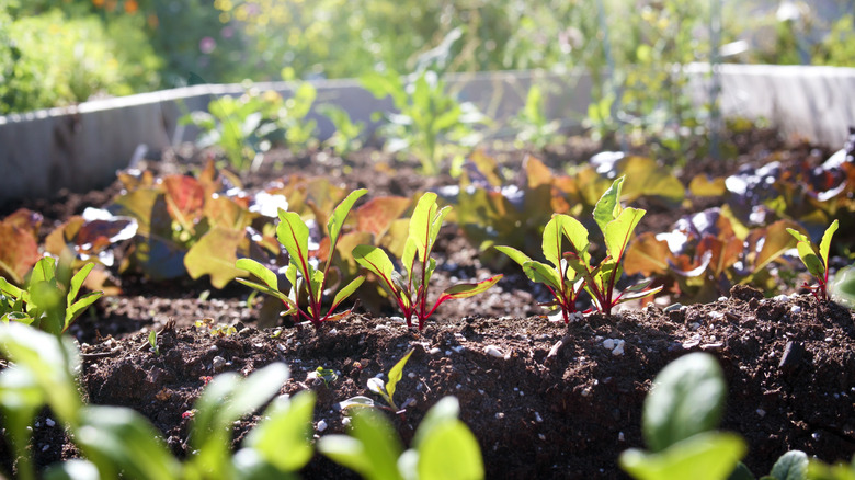 how to grow potatoes at home How to Grow Potatoes at Home: Simple Tips for Big Yields