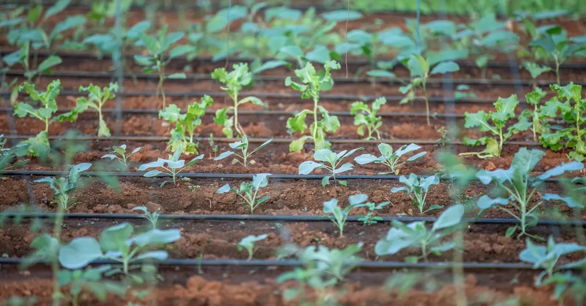 Getting Started: Organic Gardening in Compact Areas &mdash; organic gardening techniques for small spaces
