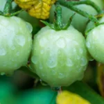 10 Essential Organic Gardening Techniques for Small Spaces You Need to Try