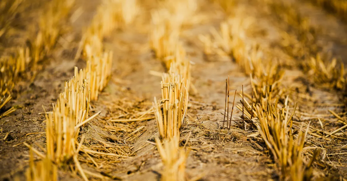 Crop Rotation vs Monoculture: Which is Better for Your Homestead? &mdash; crop rotation vs monoculture