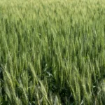 Crop Rotation vs Monoculture: Which is Better for Your Homestead?