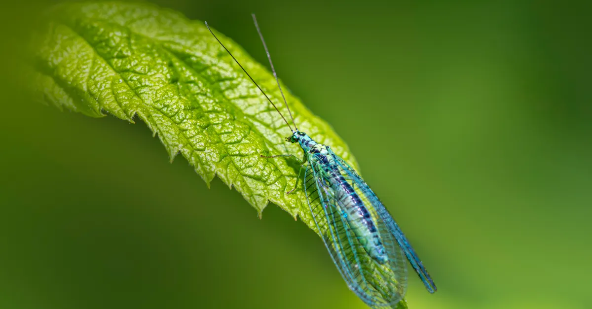 Introduction to Organic Pest Control &mdash; organic gardening pest control