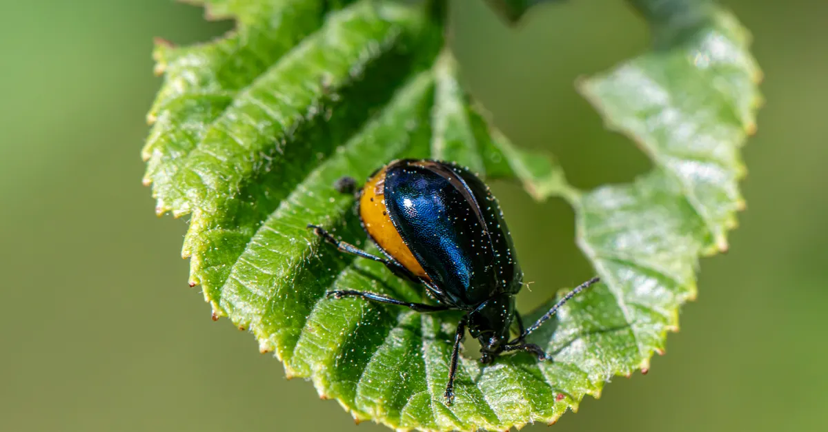Understanding Common Garden Pests &mdash; organic gardening pest control