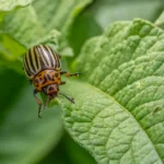 How to Create a Pest-Resistant Garden Using Organic Methods