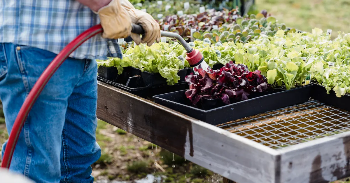 Choosing Drought-Resistant Plants for Water Efficiency — organic gardening and water conservation