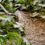 Water Conservation Techniques in Organic Gardening